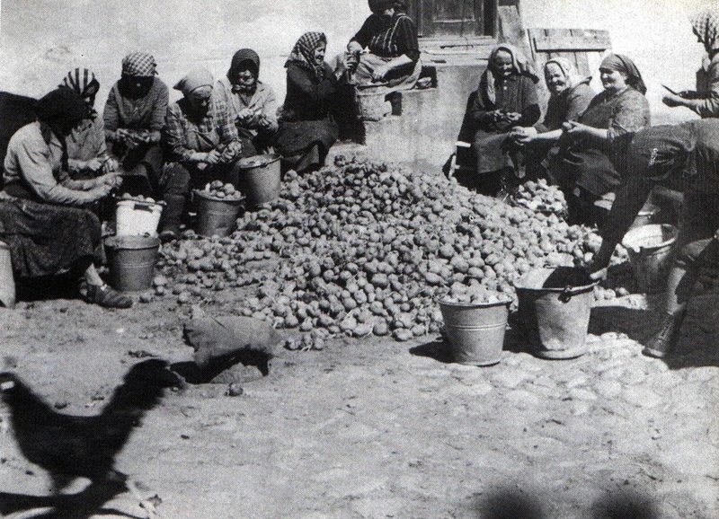 Triedenie zemiakov pred výsadbou - fotoarchív:publikácia JRD - publikované v roku 1977