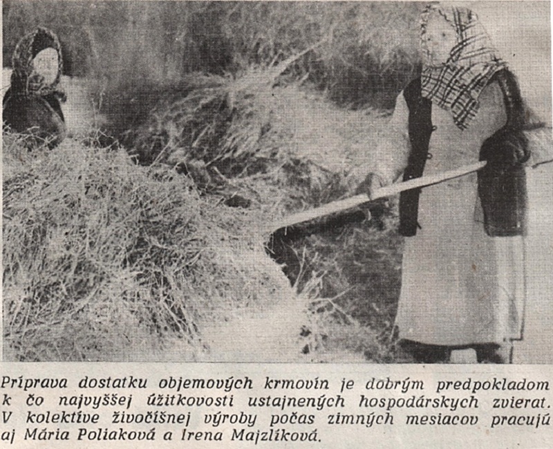 Príprava objemového krmiva - fotoarchív:Mária Betušiaková - Liptov 13 .3.1985