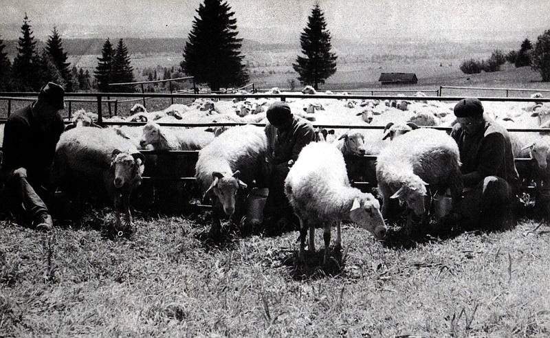 Dojenie oviec na salaši pod Hrádkom - fotoarchív:publikácia JRD - publikované v roku 1977