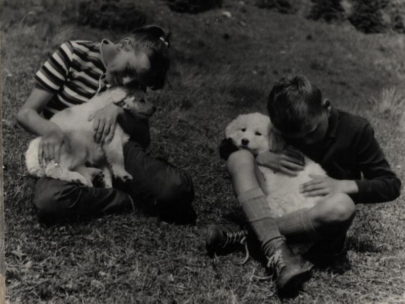 Ovčiarske šteniatka pre Alenku k narodeninám - fotoarchiv:Račko Miroslav st. - 1967