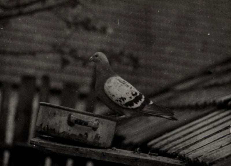 Z archívu holubára  - fotoarchív: Ján Králik - nedatované
