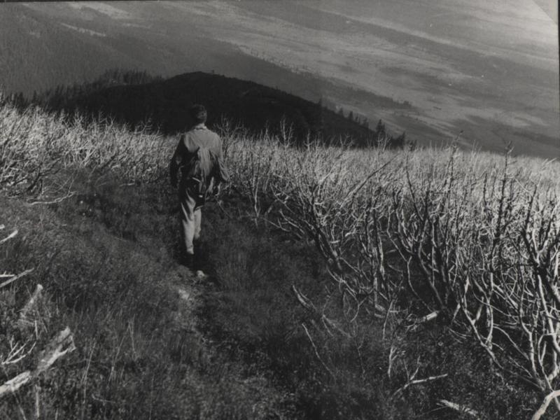 Zostup z Baranca cez zhorené kosodrevinové pole - fotoarchív:Račko Miroslav st. - 70-te roky