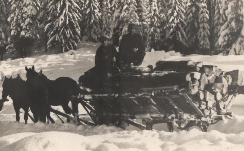 Odvoz metrovice v Tichej doline - fotoarchív:Plučinský Rudolf - nedatované