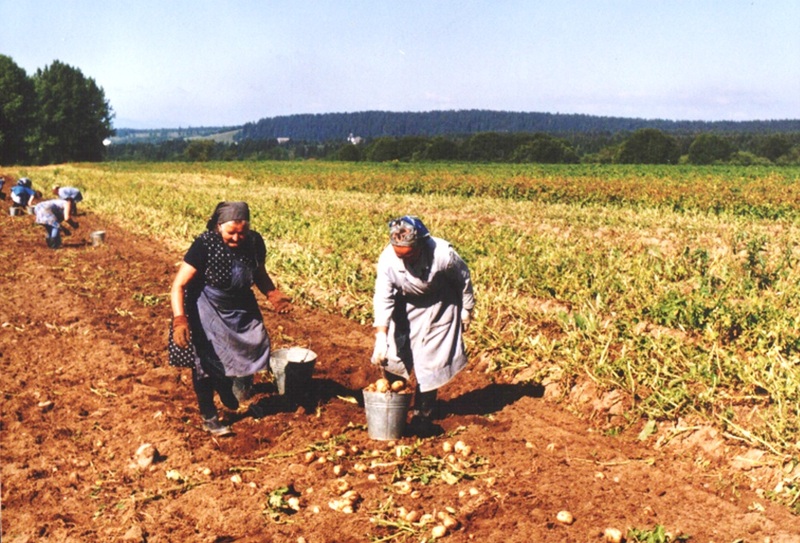 Zbieranie zemiakov - fotoarchív:Eva Kušnierová - 1980