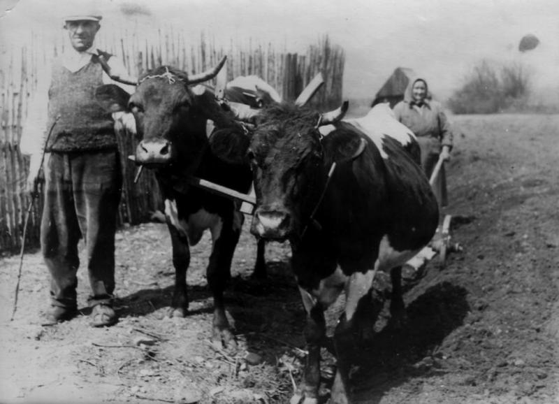 Oranie  na kravách - fotoarchív:Ján Bolvanský - 1968