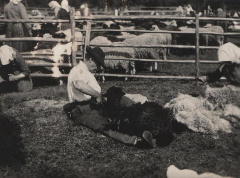 Ovečky strácajú svoj huňatý kožuch - fotoarchív:Pelachová Viera - 60-te roky