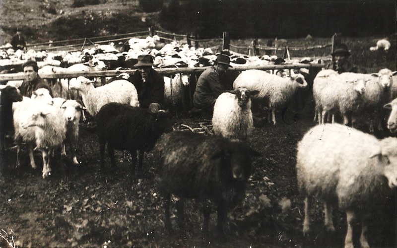 Dojenie oviec - pravdepodobne na Prostrednom v Račkovej doline - fotoarchív:Milan Benko - nedatované