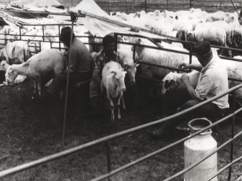 Dojenie oviec na Mlákach - fotoarchív:Račko Miroslav ml. - 1986
