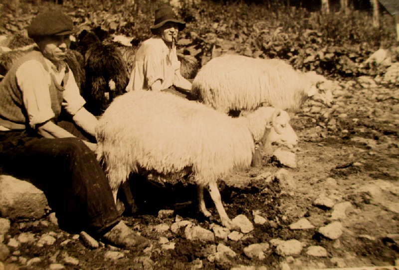 Dojenie oviec - fotoarchív: Miroslav Čabaj - nedatované