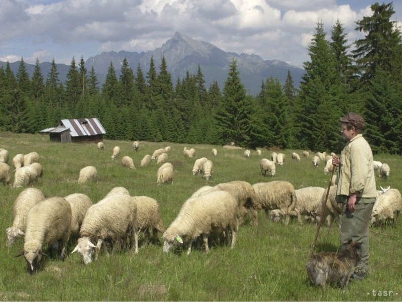 Ovce na salaši na Mlákach - tasr - 90 -te roky