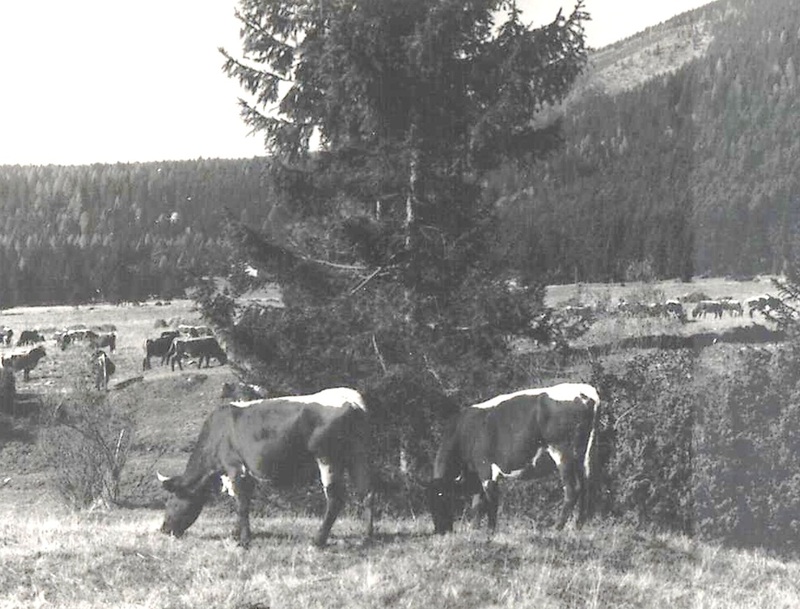 Kravy na paši pod Kejdákom - fotoarchiv:Račko Miroslav st. - 60-te roky