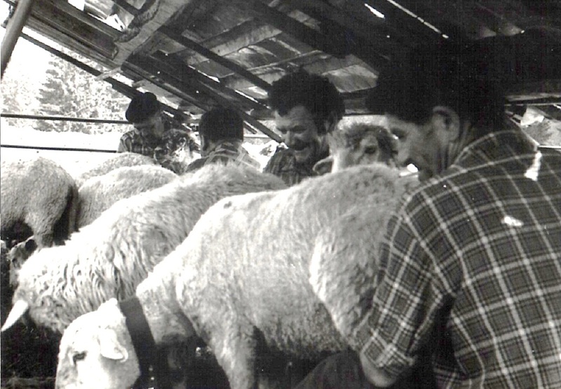 Čas dojenia oviec - fotoarchív:Obecná kronika - nedatované