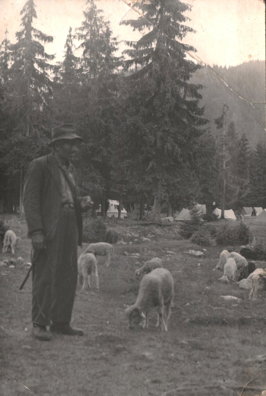 V začiatkoch ATC v Račkovej doline sa často stávalo , že sa ovce popásali priamo okolo stanov - fotoarchív:Emil Klaučo Belaj - 1963