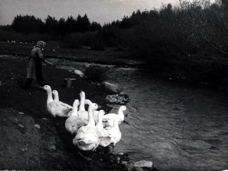 Húsky na mlynici - fotoarchív:Španková Slávka r.Beharková - nedatované