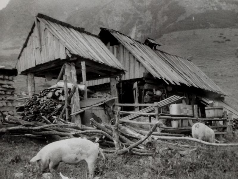 Komárnik a v ňom dozrieva ovčí syr