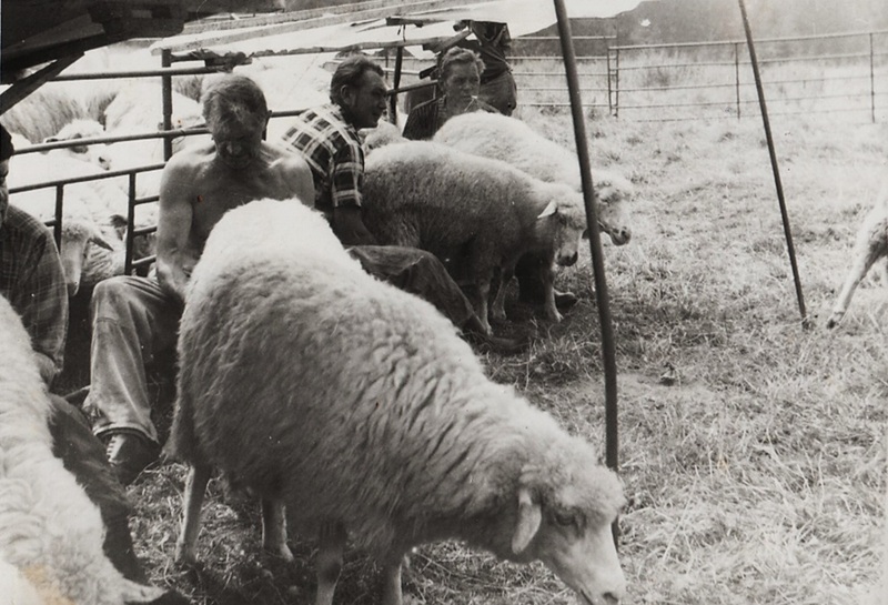 Dojenie oviec na poludnie - fotoarchív:Ján Mikuš Krdaj - asi 1980