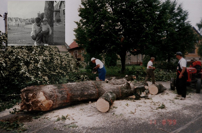 Smršť zvalila aj veľký jaseň uprostred obce - fotoarchív:Dana Čučková r.Mikušová - 11.8:1999
