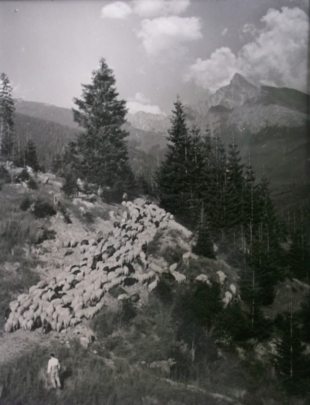 Ovečky na Podbansku - nedatované