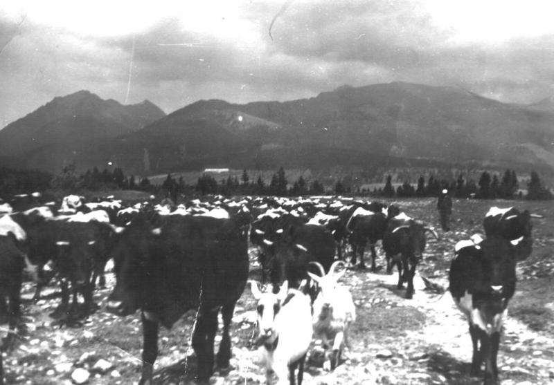 Kravy a kozy sa vracajú z paše cez Podstodôlku - fotoarchiv:Miroslav Mikuš - nedatované