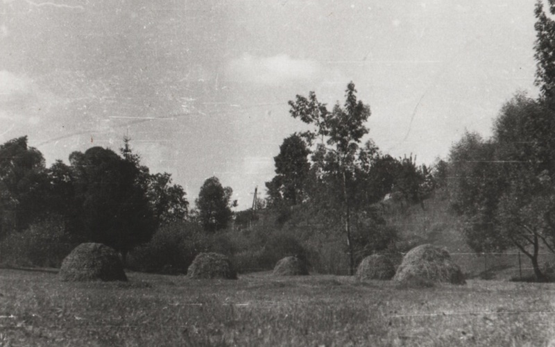 Seno v kôpkach v Pelachovej záhrade Pod brehom - fotoarchív:Magda Jurčová r.Pelachová - nedatované