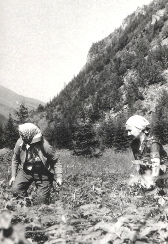 Vyžínanie v Kamenistej doline - fotoarchív:Zdenka Račková - asi1972