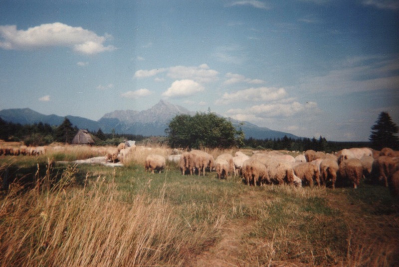 Ovečky pod Kriváňom - fotoarchív:RD Pribylina - asi 1992